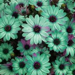 Flowers - [ producted by Nadjib Dif Beats ]