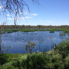 Swamp Gospel