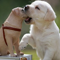 Guide dogs Jingle :)