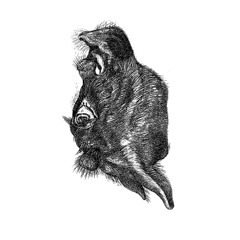 Black Packers "All Ears Bleed" (Extrait)