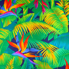 Night Action - Bird of Paradise