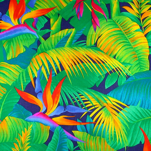 Night Action - Bird of Paradise