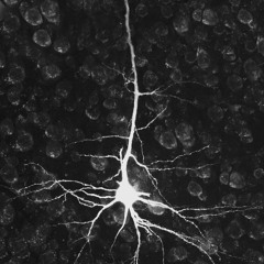 cryptic neurotransmission I
