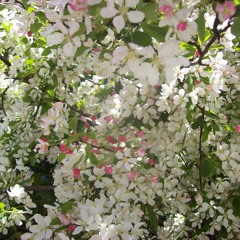 Woodsmoke and Cherryblossom
