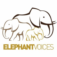 ElephantVoices EleBeats First Go