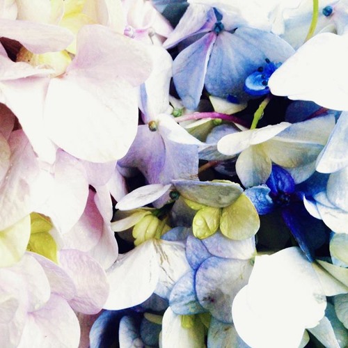 Flores
