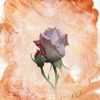 Farid Farjad - Mara beboos- LIVE