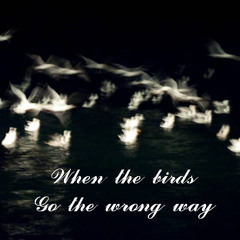 When the birds go the wrong way by Elomari - Paris - 17/04/2014