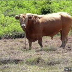 REMIX JOUVERT MORNING-DIIABLOTIN  [BEF LA LAGE RIDDIM]