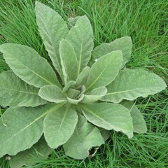 DON$ - Mullein (Prod.MF DOOM)