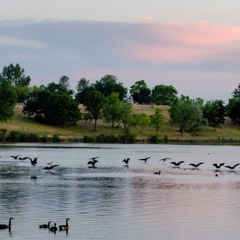 Gracious Landing Of The Wild Geese  平沙落雁