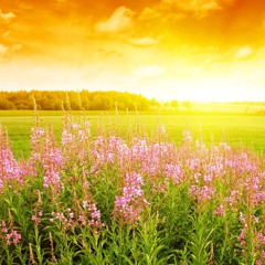 Sweet Louise (Cover)