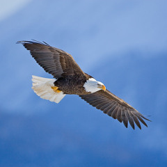I Can Soar Like An Eagle In The Wind