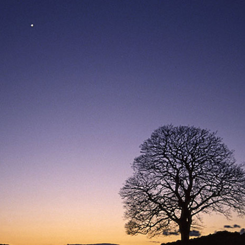 Star At Dawn / 晨星 (Morning Star) V.K