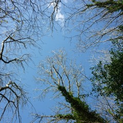 The Blue Above The Trees