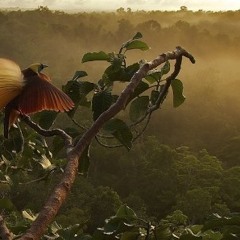 Birds Of Paradise