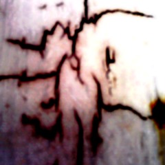 Sundown Sam - [Do Spiders Have Feet?]