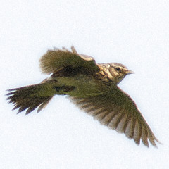 The Lark Pulsating