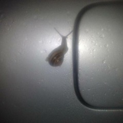 SNAILS »-♥-»