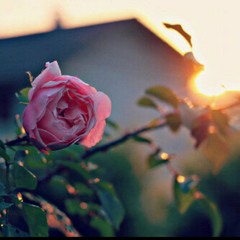 كنَ كآضحى - حسين آلجسمي ~