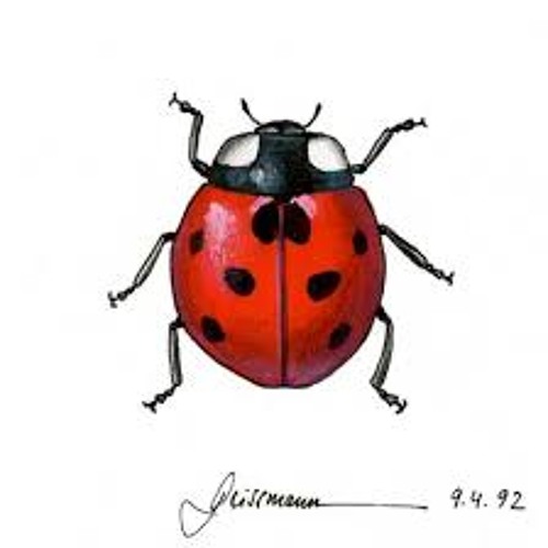 Ladybug