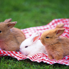 Sunny Day Picnic