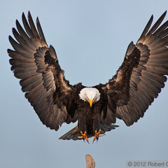 Dżem - Jak malowany ptak (cover multi-instrumentalny)