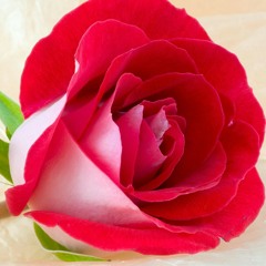 یلدا و همای در حسرت دیدار