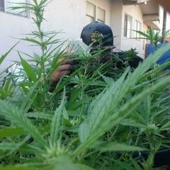 Wolf$et 4/20 freestyle  - - GODLY /// LIL ILL MAYNE ...  happy420