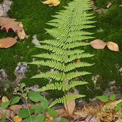 Fern And Moss