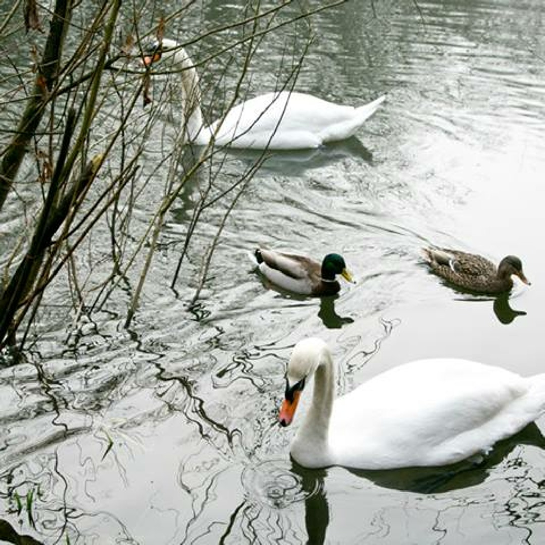 Stream Beautiful Bamboo Flute Zen Relax Music Nature Tropical Forest