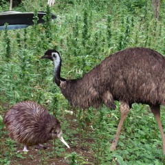 Emu and Kiwi on their easter vacation to the fields of Swaziland
