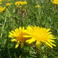 Yum komdor pnek- cover by Somonich