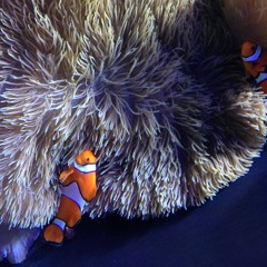 Hayden And Matt #1 Revised