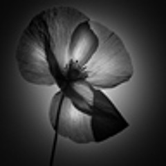 Gölge Çiçeği-Reyhan Karaca