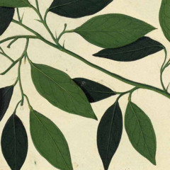 Murciano Total - La Parranda / 2014