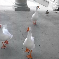 B.M.G party at B.M.G party sizzle & dark