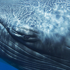 Audiobus  jam#11 (tHe wHales)