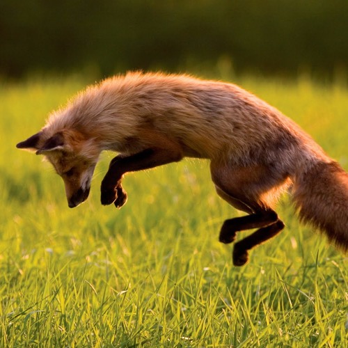 Jumping Fox