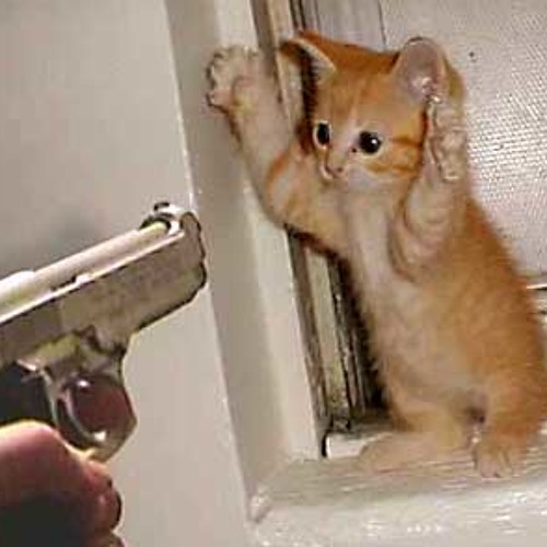 Bitch Don't Kill My Cat