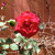 Artwork for The Rose