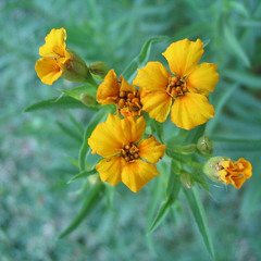 Tarragon Waltz