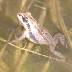 Upland Chorus Frogs In The Wetlands
