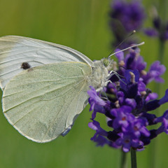 紋白蝶のプレリュード