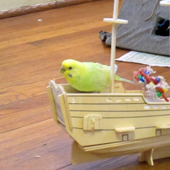 The Donkey Park by the Patriotic Window Klings from the tape 'Guitargument'