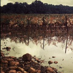 Rain (Field Recording - Free Download - 48Hz - 24Bits - WAV)