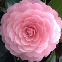 River Flows in You (Yiruma) -Jaaon Caling cover