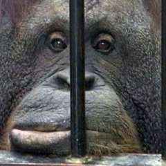 Зоопарк - учим польский