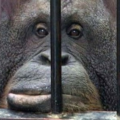 Зоопарк - учим польский