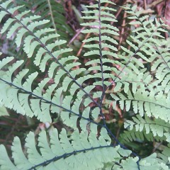 Ableton Set 1-1-2011